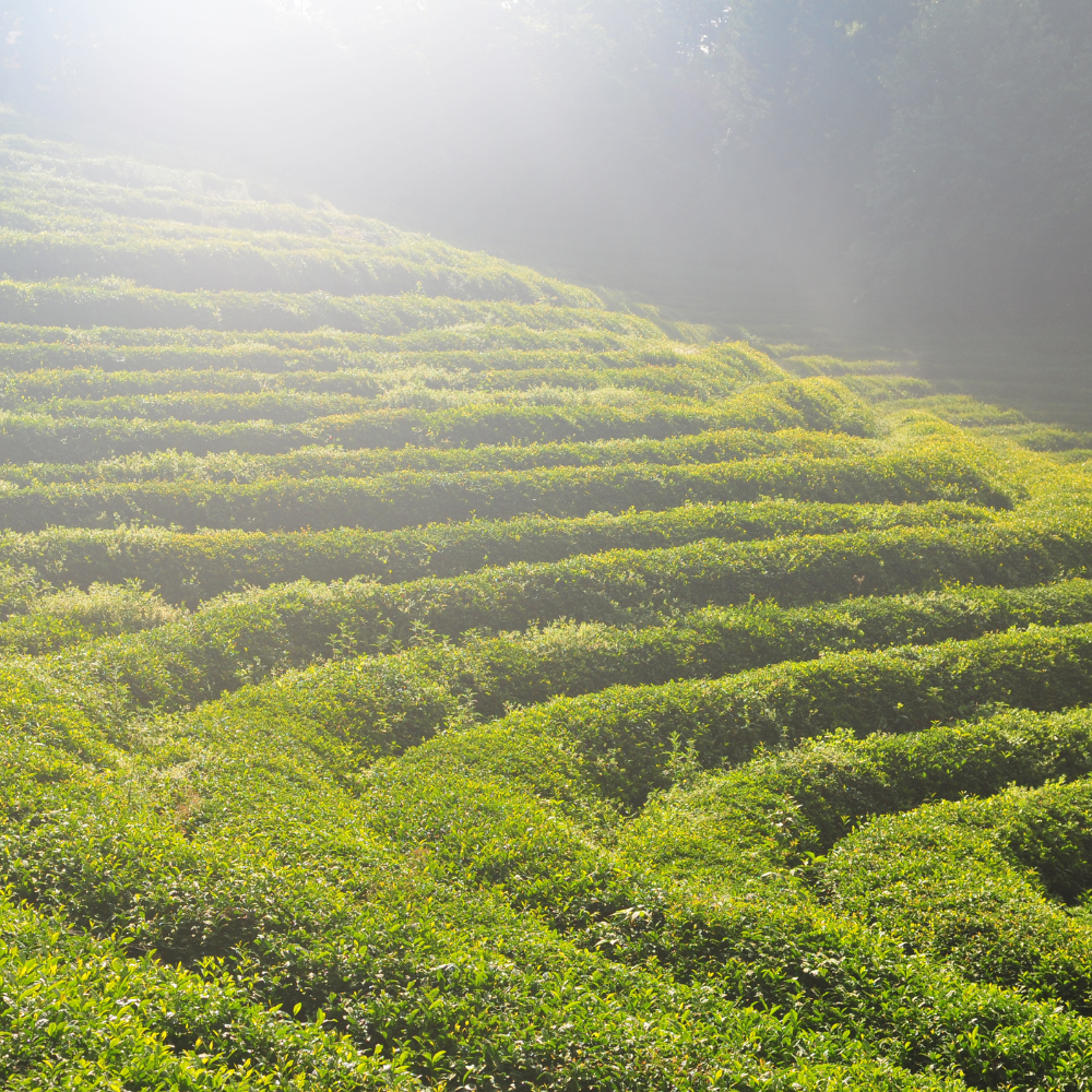 Waarom biologische Uji matcha zo zeldzaam is