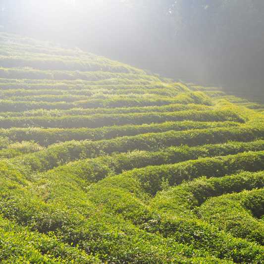 Waarom biologische Uji matcha zo zeldzaam is